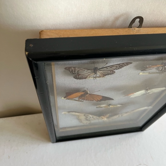 Vtg RARE Real taxidermy framed boxed moth/butterflies - Picture 8 of 14